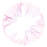 Swiss Nordic logo